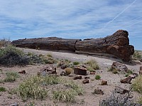 Giant logs FP (9).JPG